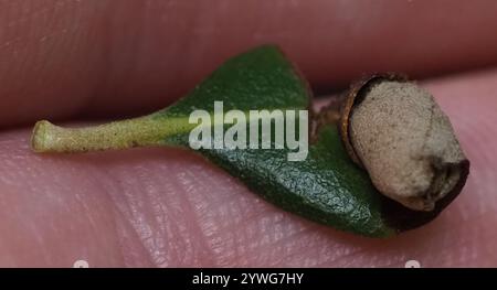 Rotolamento di foglie di quercia (Homoeolabus analis) Foto Stock