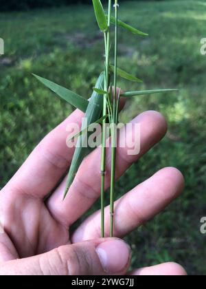 Panicgrass a frutto piccolo (Dichanthelium dichotomum dichotomum) Foto Stock
