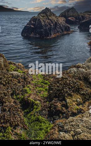 alghe e alghe marine su rocce in irlanda, Foto Stock