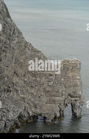 gannet, colonia di riproduzione su un arco roccioso nel mare del nord a bempton, nel nord dello yorkshire, inghilterra, regno unito Foto Stock