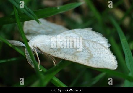 Northern Wave Moth (Cabera exanthemata) Foto Stock