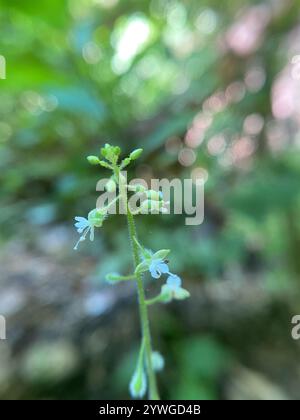 tonalità notte dell'incantatore a foglia larga (Circaea canadensis) Foto Stock