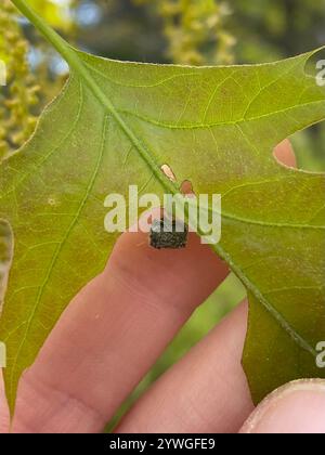 Rotolamento di foglie di quercia (Homoeolabus analis) Foto Stock