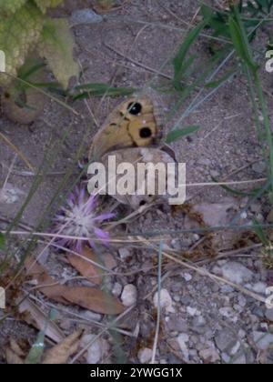 Grande Fuligginosa Satiro (Satyrus ferula) Foto Stock