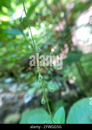 tonalità notte dell'incantatore a foglia larga (Circaea canadensis) Foto Stock