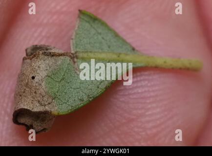 Rotolamento di foglie di quercia (Homoeolabus analis) Foto Stock