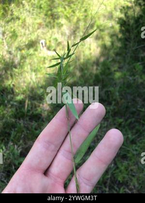Panicgrass a frutto piccolo (Dichanthelium dichotomum dichotomum) Foto Stock