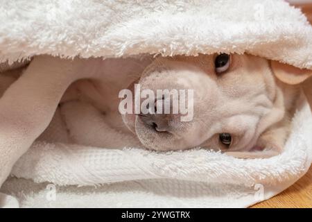 Simpatico cucciolo avvolto in un soffice asciugamano bianco, con uno sguardo sonnolento e una messa a fuoco morbida Foto Stock