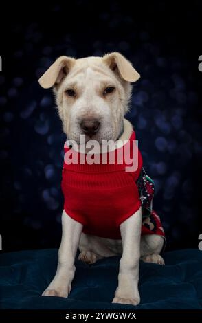 Cucciolo molto carino seduto e indossato un maglione rosso a tema natalizio su una vignetta scura Foto Stock