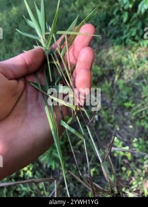 Panicgrass a frutto piccolo (Dichanthelium dichotomum dichotomum) Foto Stock