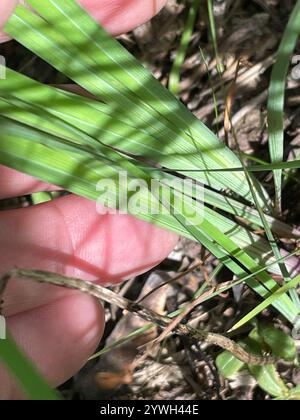 Bandiera blu sottile (Iris prismatica) Foto Stock