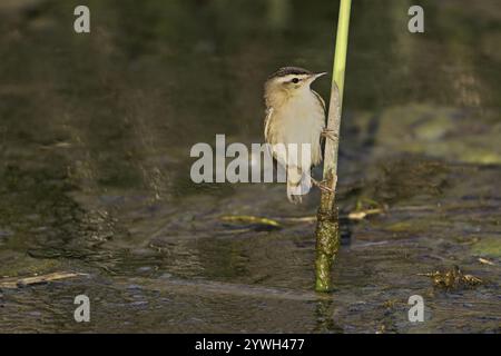 Parula di canne (Acrocephalus schoenobaenus), maschio su canne sopra la fossa d'acqua, Parco Nazionale del Lago Neusiedl, Seewinkel, Burgenland, Austria, Europa Foto Stock