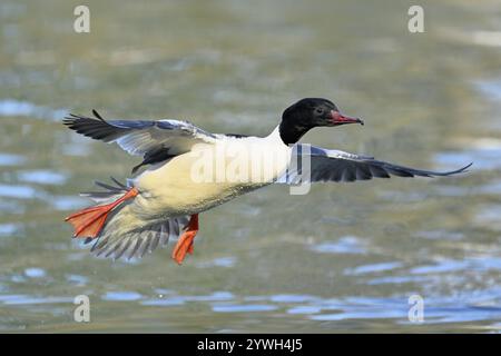 Goosander (Mergus merganser), uomo in volo, Lago di Zugo, Svizzera, Europa Foto Stock