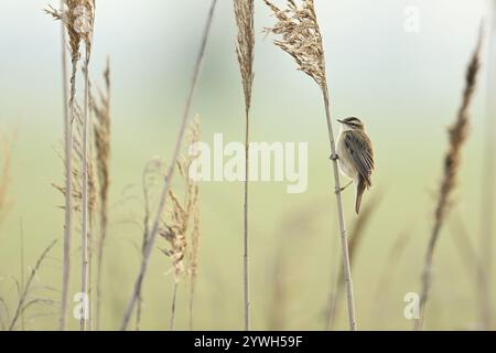 Parula di canne (Acrocephalus schoenobaenus), maschio sulle canne, Parco Nazionale del Lago Neusiedl, Burgenland, Seewinkel, Austria, Europa Foto Stock