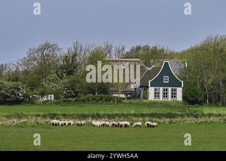 Un gruppo di pecore domestiche (Ovis orientalis aries), su un prato, dietro una vecchia fattoria, Texel, Paesi Bassi Foto Stock