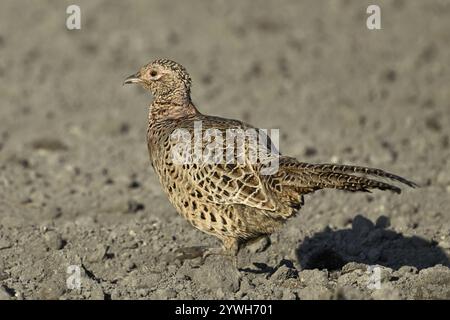 Fagiano o fagiano da caccia (Phasianus colchicus), donna che corre attraverso un campo, Parco Nazionale del Lago Neusiedl, Seewinkel, Burgenland, Austria, Europa Foto Stock