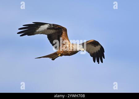 Red Kite, Red Kite, Montagu's Harrier, Montagu's Harrier (Milvus milvus), in volo, Canton Argovia, Svizzera, Europa Foto Stock