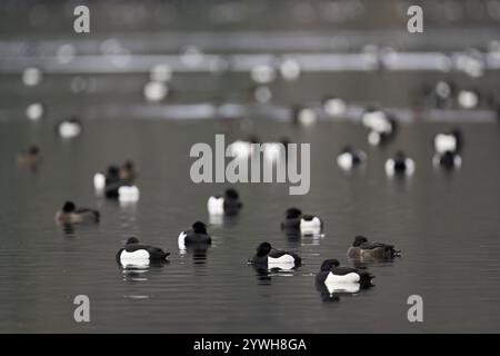 Un gruppo di anatre tufate (Aythya fuligula), che nuotano nei loro quartieri invernali sul lago Root, Canton Lucerna, Svizzera, Europa Foto Stock