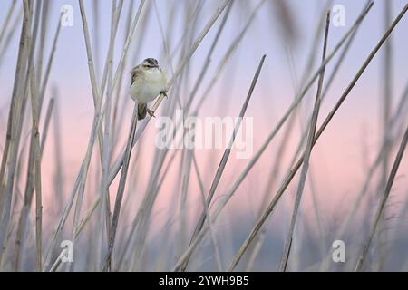 Parula di canne (Acrocephalus schoenobaenus), maschio sulle canne, Parco Nazionale del Lago Neusiedl, Seewinkel, Burgenland, Austria, Europa Foto Stock