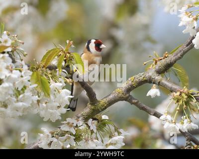 European Goldfinch (Carduelis carduelis), uccello adulto, appollaiato su un ramo di ciliegio fiorito, Assia, Germania, Europa Foto Stock