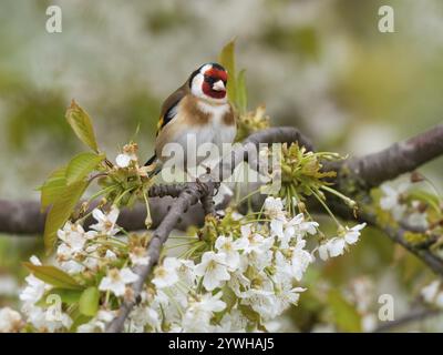 European Goldfinch (Carduelis carduelis), uccello adulto, appollaiato su un ramo di ciliegio fiorito, Assia, Germania, Europa Foto Stock