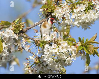 European Goldfinch (Carduelis carduelis), uccello adulto, appollaiato su un ramo di ciliegio fiorito, Assia, Germania, Europa Foto Stock
