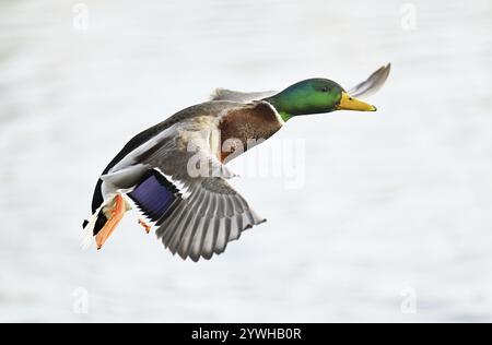 Mallard (Anas platyrhynchos), drake in Flight, Lake Zug, Canton Zug, Svizzera, Europa Foto Stock