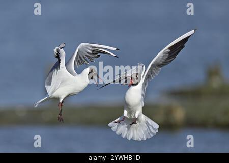Gabbiani dalla testa nera (Chroicocephalus ridibundus, Syn.: Larus ridibundus), due uccelli adulti che combattono in volo, Texel, Isole Frisone occidentali, Provincia di Foto Stock