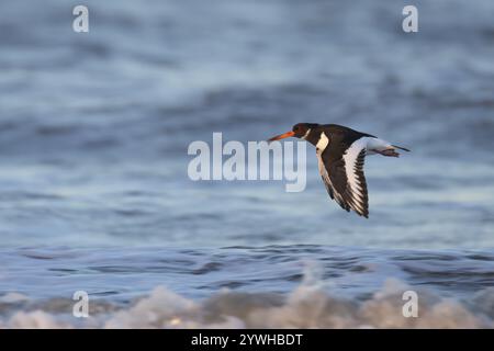 Oystercatcher eurasiatico (Haematopus ostralegus) uccello adulto che vola sopra il mare, Inghilterra, Regno Unito, Europa Foto Stock