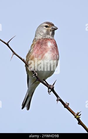 linnet comune (Linaria cannabina), uomo seduto su una filiale, Texel, Isola della Frisona occidentale, provincia dell'Olanda settentrionale, Paesi Bassi Foto Stock