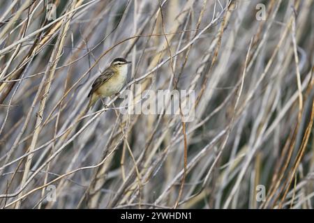 Parula di canne (Acrocephalus schoenobaenus), maschio in piedi nelle canne, Parco Nazionale del Lago Neusiedl, Seewinkel, Burgenland, Austria, Europa Foto Stock