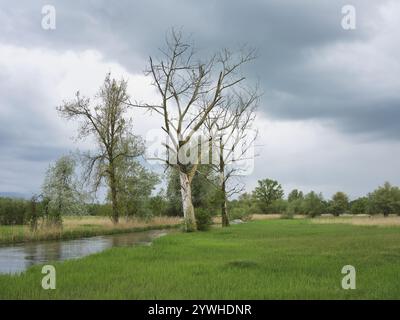 Paesaggio alluvionale sul fiume Lorze, Maschwanden, Canton Zurigo, Svizzera, Europa Foto Stock