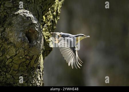 Nuthatch (Sitta europaea), decollo dal suo rifugio di riproduzione, Parco Nazionale del Lago Neusiedl, Seewinkel, Burgenland, Austria, Europa Foto Stock