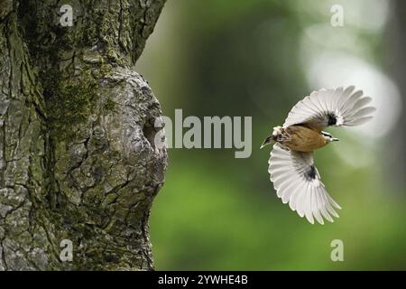 Nuthatch (Sitta europaea), decollo dal suo rifugio di riproduzione, Parco Nazionale del Lago Neusiedl, Seewinkel, Burgenland, Austria, Europa Foto Stock