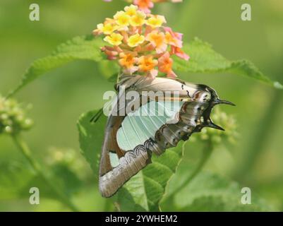 Nawab anomalo (Polyura agraria) Foto Stock