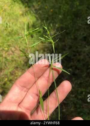 Panicgrass a frutto piccolo (Dichanthelium dichotomum dichotomum) Foto Stock