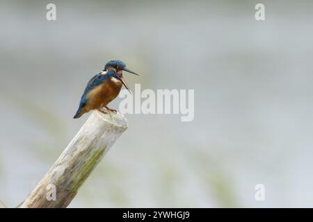 Common kingfisher (Alcedo atthis) uccello adulto che rigurgita un pellet di cibo dal becco su un palo di legno in un lago, Norfolk, Inghilterra, Regno Unito, E. Foto Stock