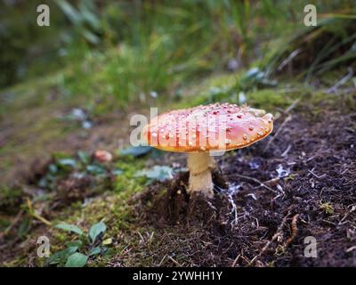 Fly agaric (Amanita muscaria), noto anche come Red Fly agaric, Svizzera, Europa Foto Stock