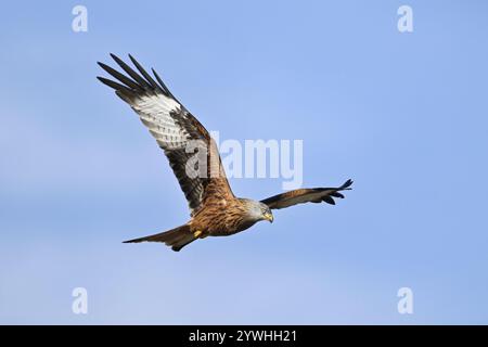 Red Kite, Red Kite, Montagu's Harrier, Montagu's Harrier (Milvus milvus), in volo, Canton Argovia, Svizzera, Europa Foto Stock