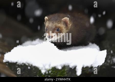 Puzzola europea (Mustela putorius) o puzzola forestale, seduto su un bosco innevato, prigioniero, Svizzera, Europa Foto Stock