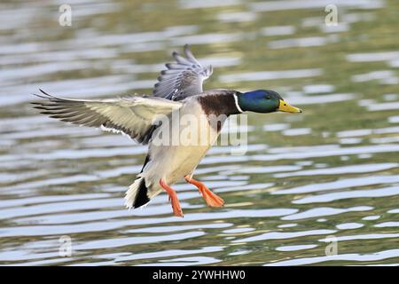 Mallard (Anas platyrhynchos), drake in Flight, Lake Zug, Canton Zug, Svizzera, Europa Foto Stock