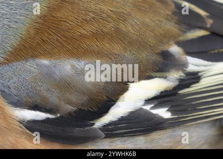 Zaffinch eurasiatico (Fringilla coelebs) uccello maschio adulto primo piano delle sue piume alari, Inghilterra, Regno Unito, Europa Foto Stock