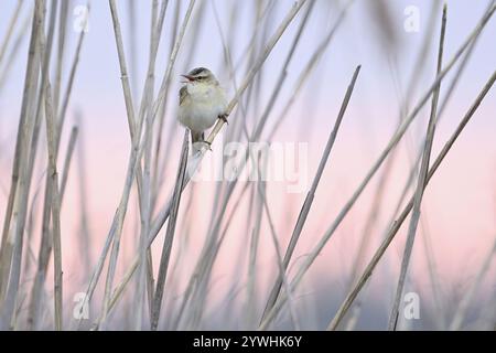 Parula di canne (Acrocephalus schoenobaenus), maschio sulle canne, Parco Nazionale del Lago Neusiedl, Seewinkel, Burgenland, Austria, Europa Foto Stock