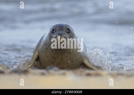 Foca grigia (Halichoerus grypus) animale adulto che emerge dalle onde del mare, Norfolk, Inghilterra, Regno Unito, Europa Foto Stock