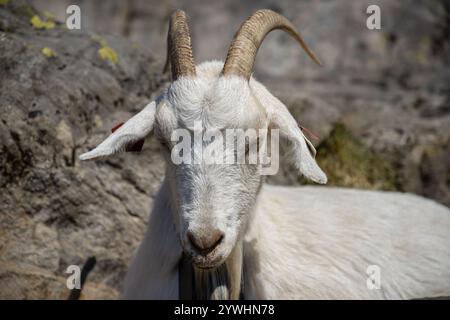 Una capra bianca stesa per terra Foto Stock