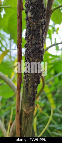 Salice gigante Aphid (Tuberolachnus salignus) Foto Stock