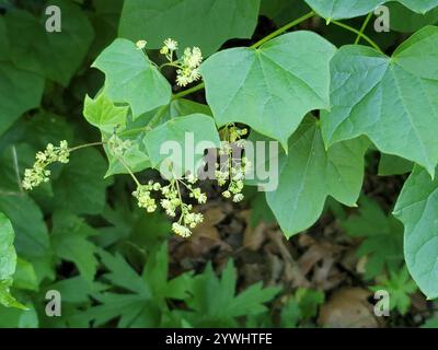 Semi di luna (Menispermum canadense) Foto Stock