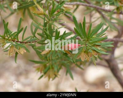 Cespuglio di tacchino crimson (Eremophila latrobei) Foto Stock