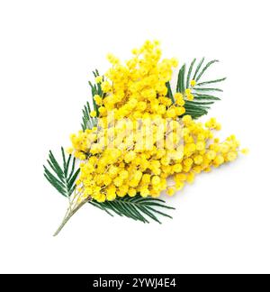 Impianto di Mimosa su sfondo bianco Foto Stock