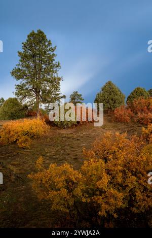 Affacciato su una collina dai colori arancio accesi tra le querce gambel delle montagne del New Mexico settentrionale, Stati Uniti. Foto Stock